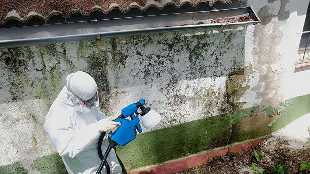 Top rated local Mold Remediation specialists in Bartlett, TX
